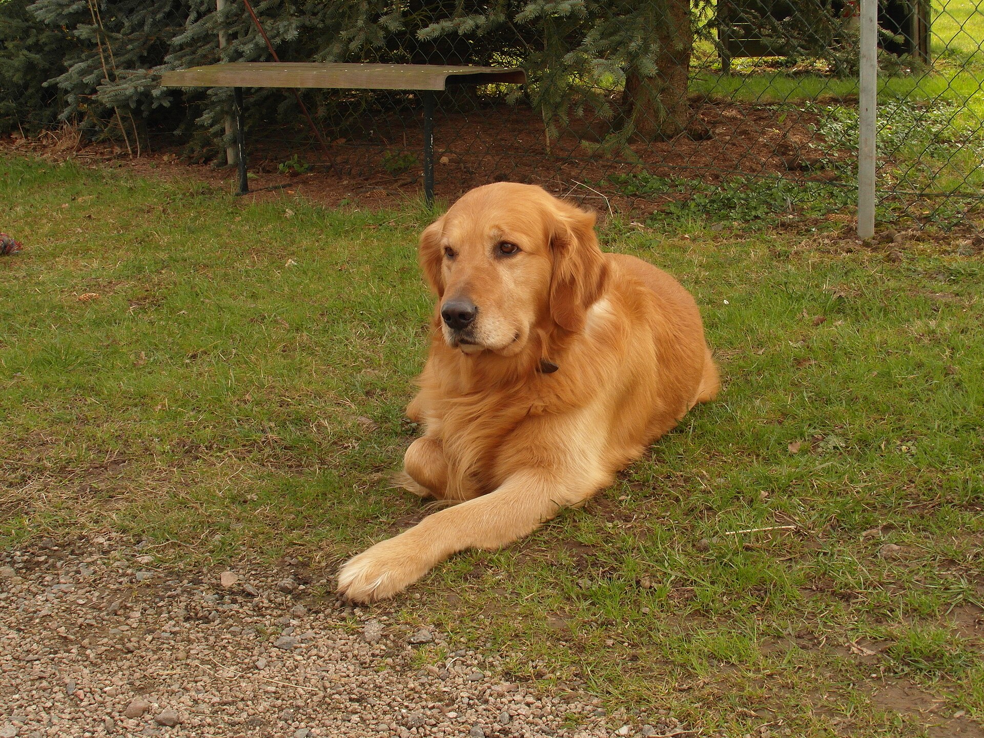 Happy Tails Pet Care