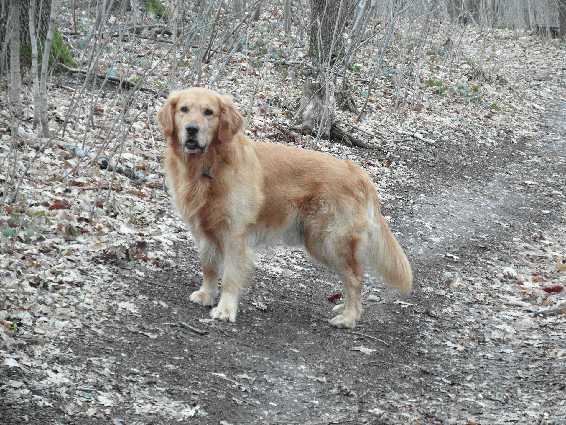 Happy Tails Pet Care — 4