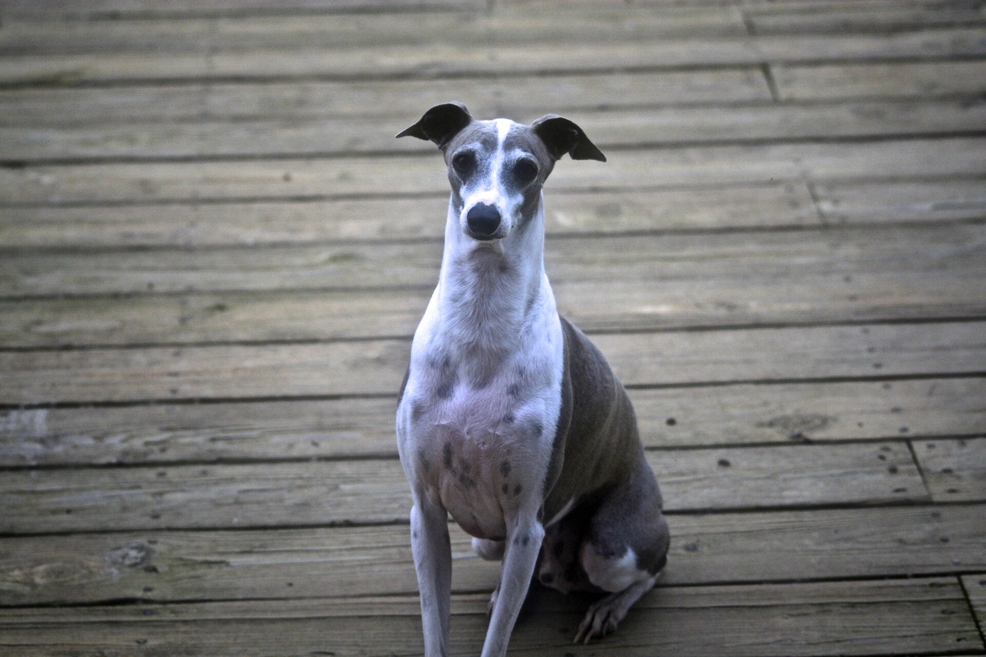 Happy Tails Pet Care — 5