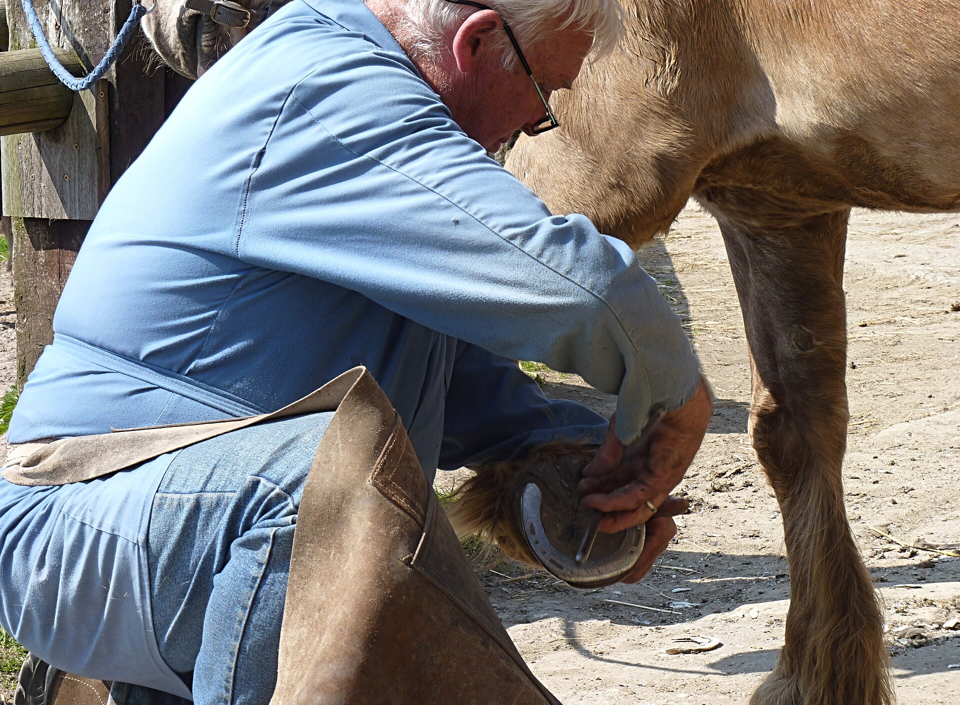 Ironclad Farrier & Equine Services — 4