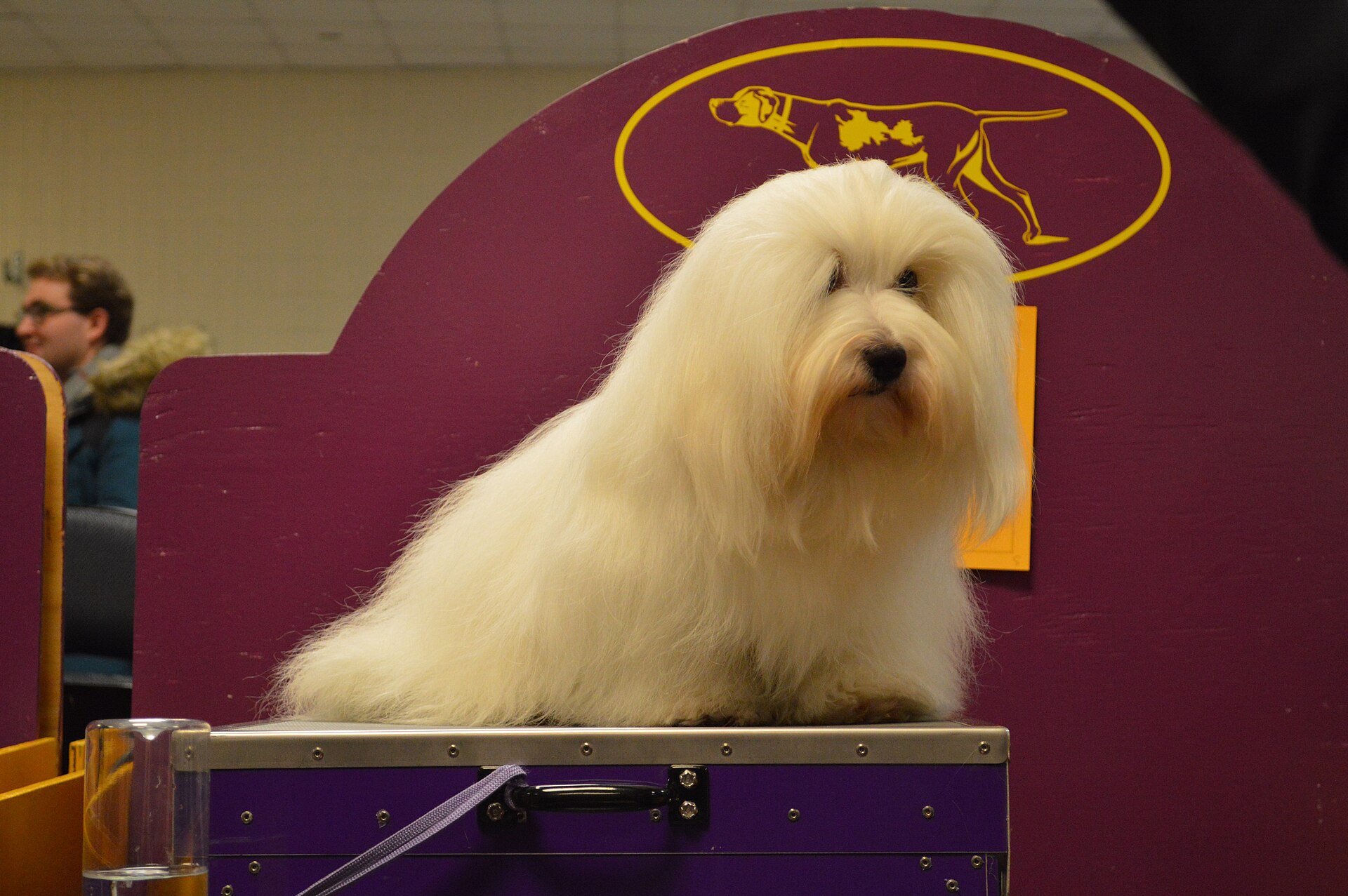 Wagg's Pet Grooming