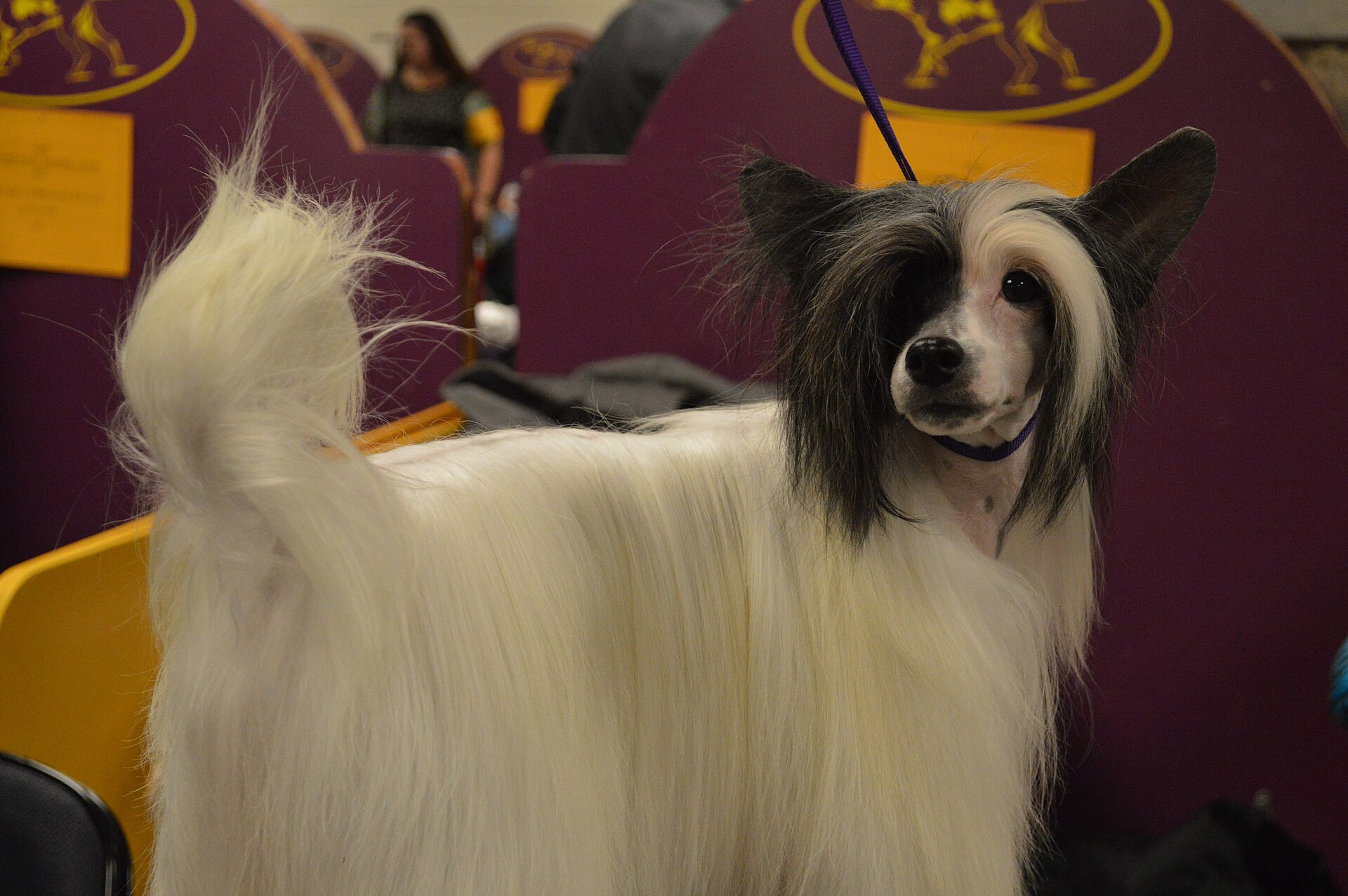 Full Groom — Small Dog