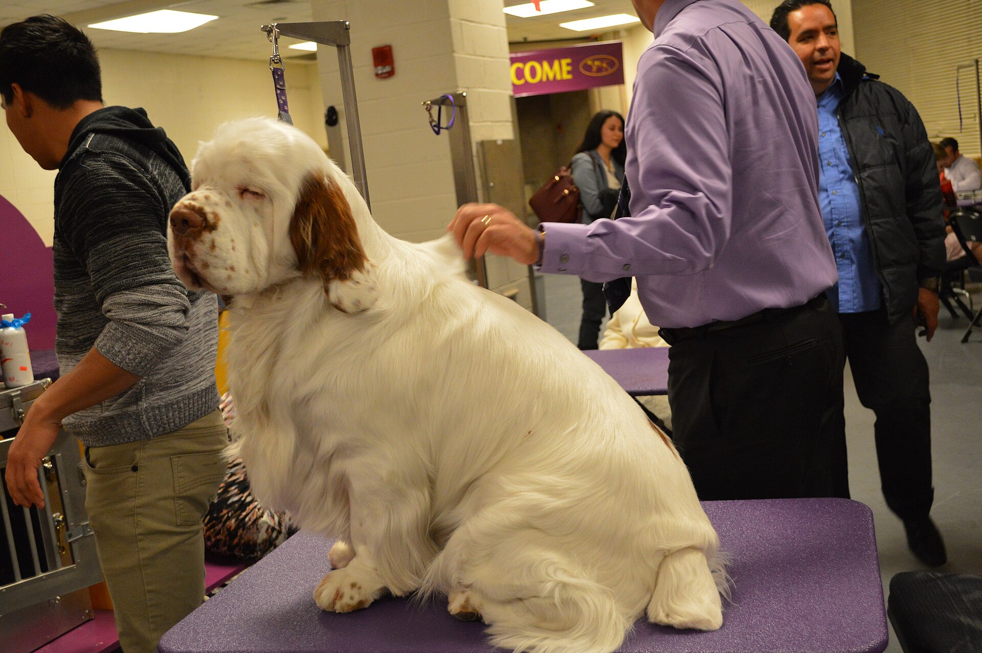 Full Groom — Large Dog
