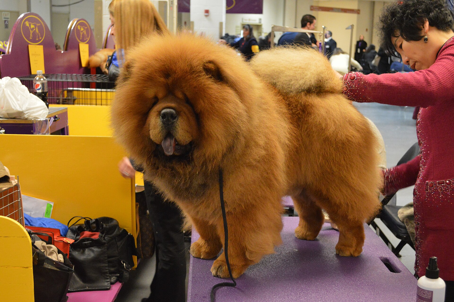 Wagg's Pet Grooming — 4
