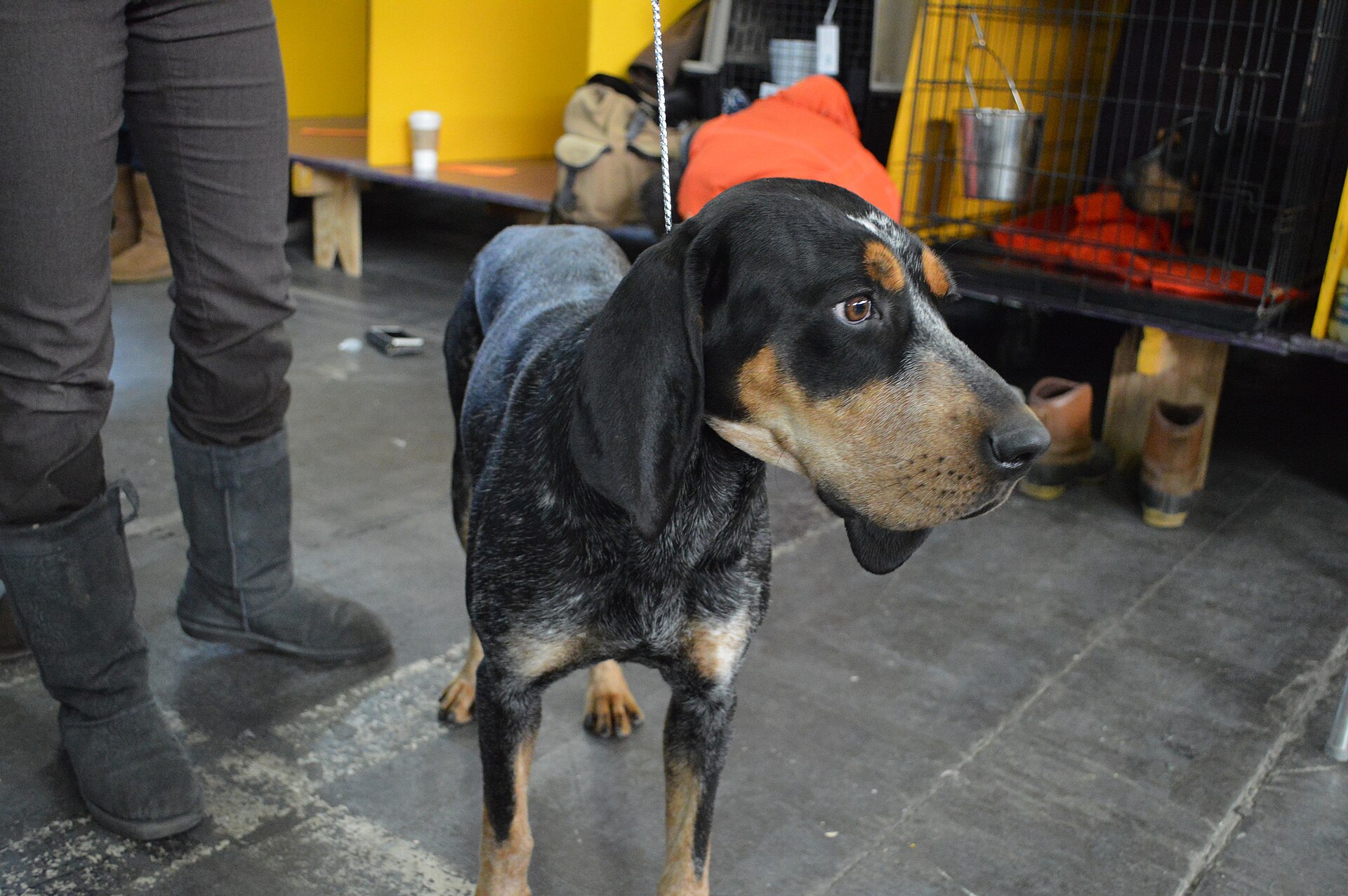 Wagg's Pet Grooming — 5